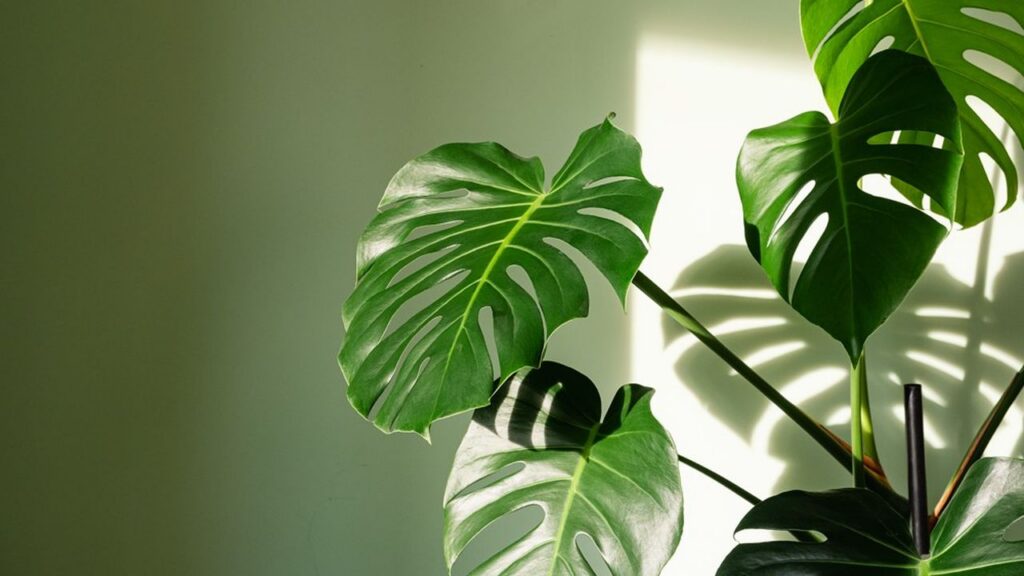 plante
